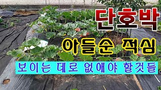 [텃밭농부 1,568]  단호박 아들순 적심하고 불필요한 것들 제거하기 #단호박재배
