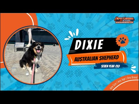 Entrenamiento de perros sin correa / Entrenamiento de obediencia