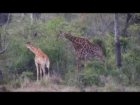 Djuma: Giraffes-Pt:3 - 14:54 - 10/07/20
