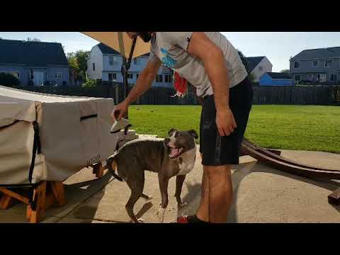 Rhone, an adopted Pit Bull Terrier Mix in Palatine, IL_image-1