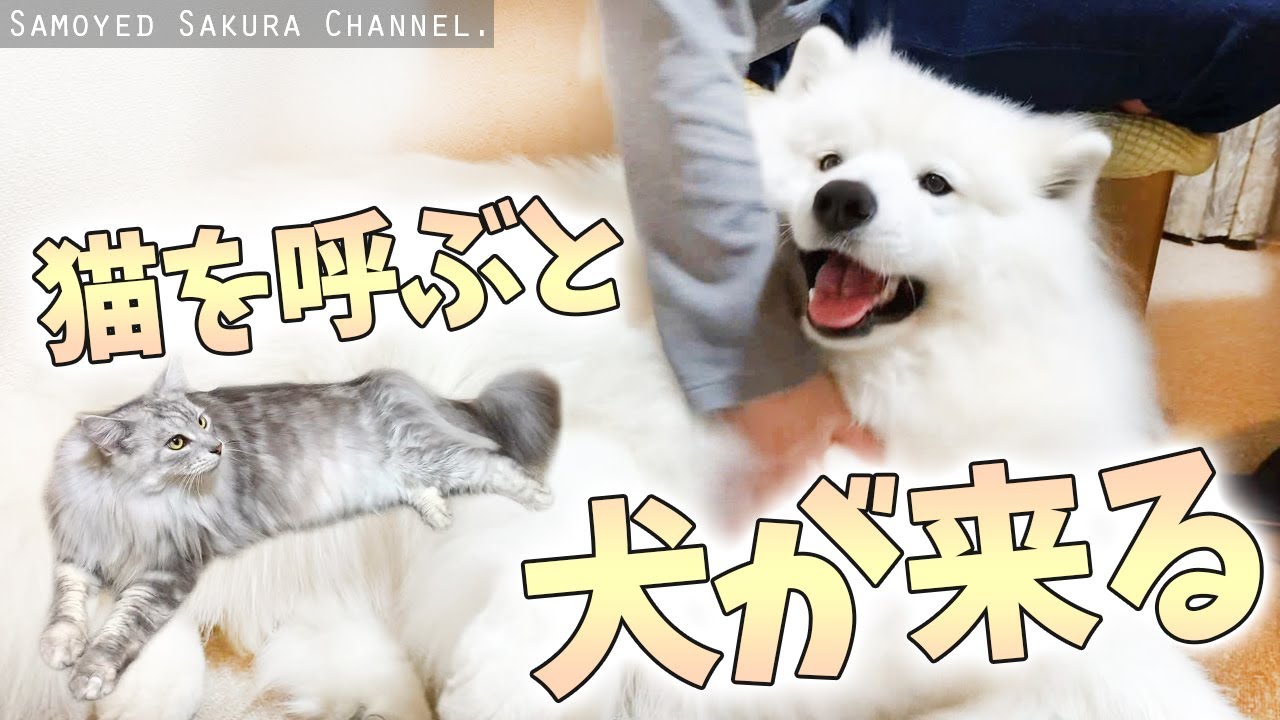自分のことを猫だと思ってるサモエドさくら