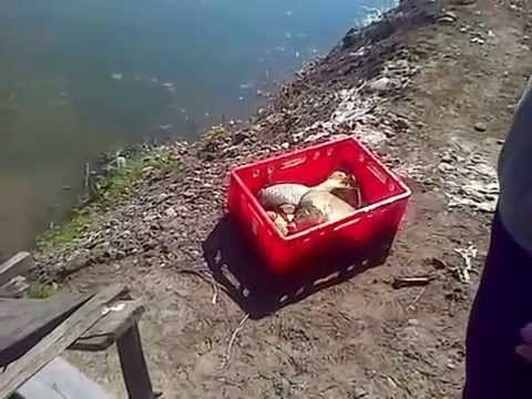 Populare cu Crap romanesc Aprilie 2015