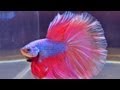 The International Betta Competition - magnificent ...