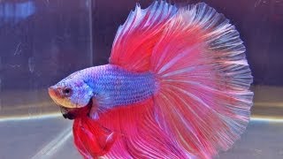 The International Betta Competition - magnificent fighting fish on show