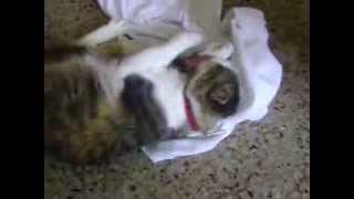 Gata le gusta olor de la camisa