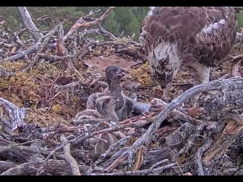 OMG littlest Loch Arkaig Osprey chick is in big trouble 12 Jun 2022
