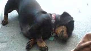 This is what happens when you move the furniture Poppy mini dachshund rolls around