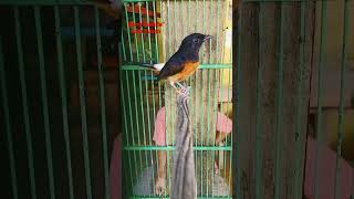 Download lagu Differences between female and male magpie robins,,,!!!(@bangsamsultuban7336) mp3