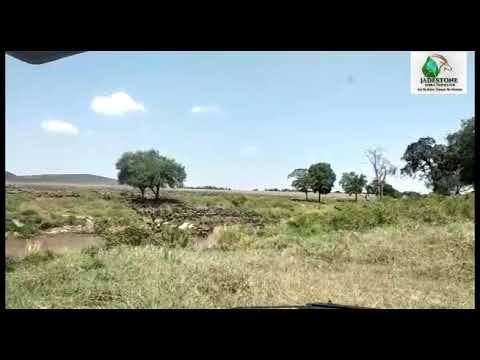 wildebeest migration as captured by our clients