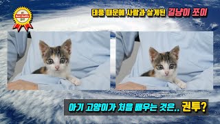 아기 고양이가 처음 배우는 것은 .. 권투? (태풍 때문에 사람과 살게된 길냥이 '쪼이')