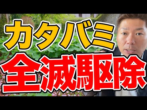 芝生や庭でカタバミと戦うにはどうすればよいですか？有機栽培についての誠実な答え!  庭園