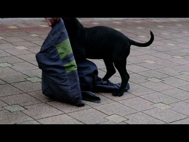 Cane Corso Italiano welpen kaufen