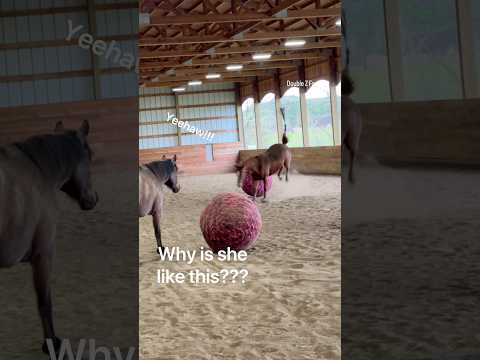 Do horses like toys? I think it’s safe to say Zeena loves her mega ball 😂 #horses #horsesplaying