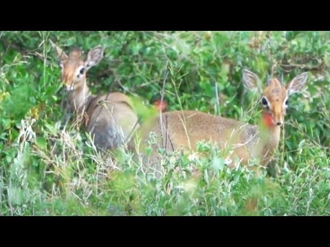 dik diks - part 8 - wriggly snout has cooling mechanism