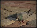 Genesis - Pigeons (Video)