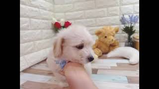 ハーフ犬の動画01