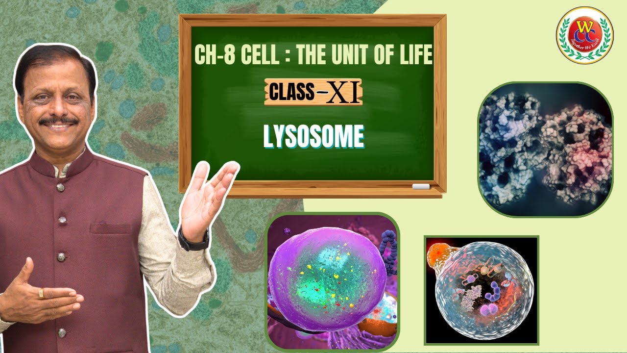 Lysosome Easy Explanation | Ch-8 Cell : The Unit of Life | Class 11 | CBSE | NEET | Bio by Gulab Sir