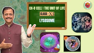 Lysosome Easy Explanation | Ch-8 Cell : The Unit of Life | Class 11 | CBSE | NEET | Bio by Gulab Sir