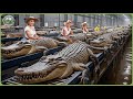 How Millions Of Crocodiles Are Processed Massive Crocodile Farming For Skin Meat