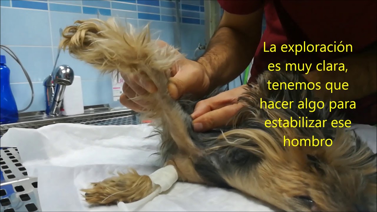Watch Fractura de escápula y estabilización medial de hombro en un perro mordido Now Fractura de escápula y estabilización medial de hombro en un perro mordido