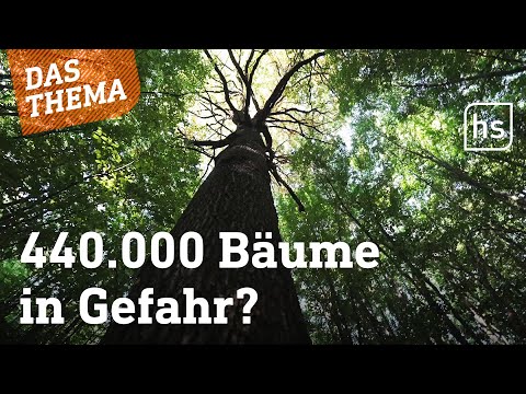 Diese Bäume dürfen gefällt werden – trotz Artenschutz? | hessenschau DAS THEMA