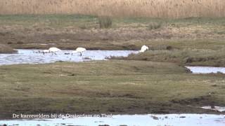 preview picture of video 'Vogels kijken aan de zuidkant van het eiland Tholen'