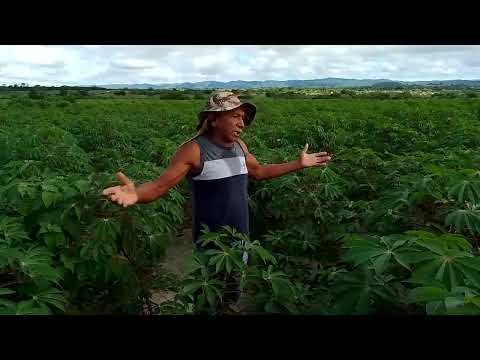 Sanharó Pernambuco - Plantação de Mandioca - Amauri Agricultor.