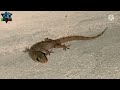 Tiktiki Tiktiki Video Tiktiki Sound Animal Life