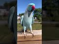 Parrot Waving Hello While Free Flying Outside