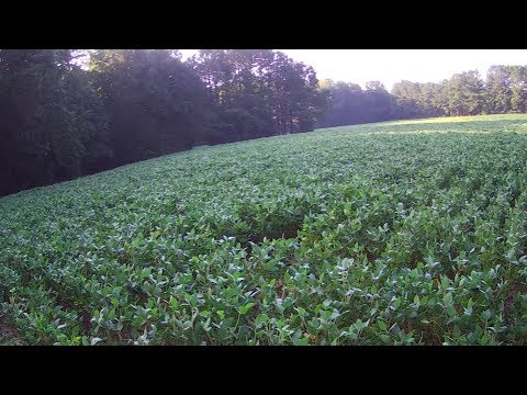 My wavering Faith steadied