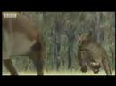 Primeval kill - BBC