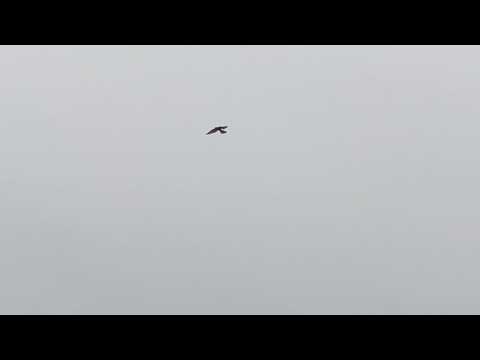 A hovering Kestrel (Chougenbou) hunts a mole at Edogawa river bank