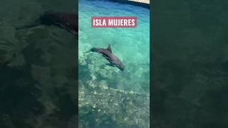 Você já viu um GOLFINHO nadando assim? ISLA MUJERES MÉXICO