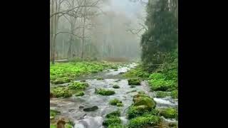 Download lagu Suara dan Suasana Pedesaan Pagi Hari | Suara Monyet dan Kicauan Burung... mp3 Download lagu Suara dan Suasana Pedesaan Pagi Hari | Suara Monyet dan Kicauan Burung... mp3