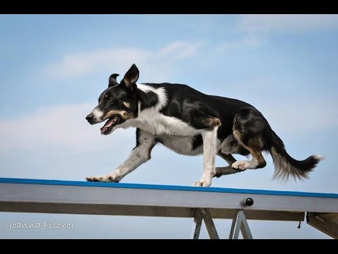 Taco in Poland 2015.06.06-07.