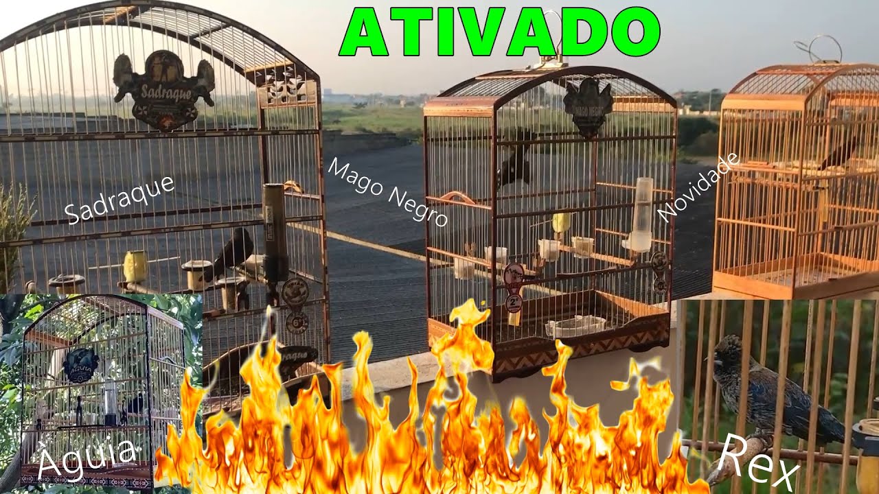 Tiziu REX X ÀGUIA X Sadraque X Mago Negro e Novidade para ativar seu tiziu!