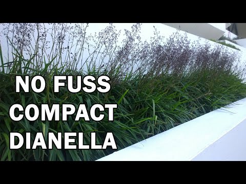 download lagu mp3 mp4 Florist Dianella, download lagu Florist Dianella gratis, unduh video klip Florist Dianella