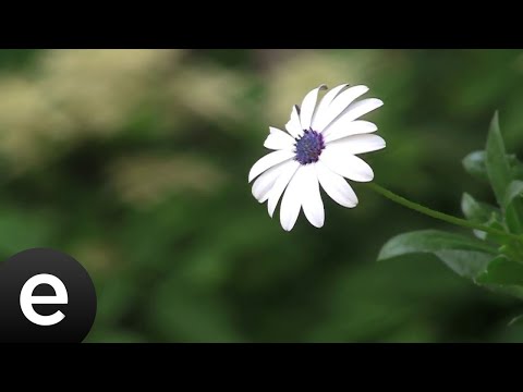 Yedi Karanfil (Seven Cloves) - Vay Bebem - Official Audio