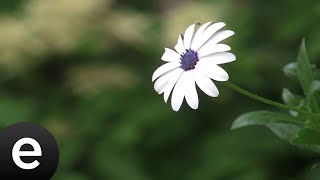 Yedi Karanfil (Seven Cloves) - Vay Bebem - Official Audio