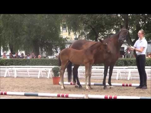 Trakehner Fohlenauktion: 14 HF v. Berlusconi - Grafenstolz