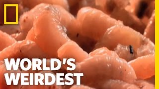 World's Weirdest - Flies and Maggots
