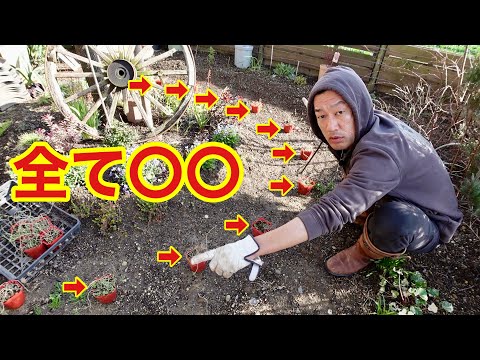 バラの茂みの根元にあるグランドカバーは何ですか?マルチの種類と技術の関連性  庭園