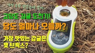 과일당도 얼마나 올릴 수 있을까? 가장 달고 맛있는 귤은 몇 브릭스? 과일당도측정기