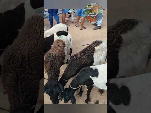 PRIMEIRA FEIRA DE ANIMAIS DE BUENOS AIRES-PE #omelhordonordeste #feira