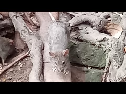 5 Easy Mouse/Rat Trap