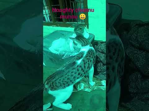 meri noughty chunnu munnu 😀#animals #catvideos