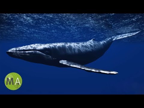 Underwater Whale Sounds - Full 60 Minute Ambient Soundscape