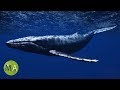 Underwater Whale Sounds Full 60 Minute Ambient Soundscape