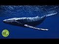 Underwater Whale Sounds - Full 60 Minute Ambient ...