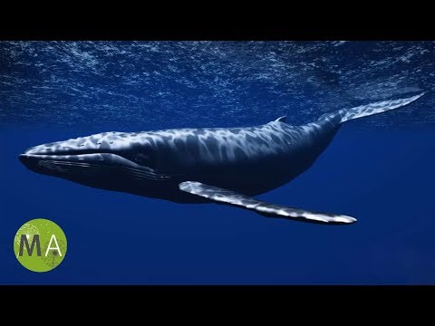 a naturethroid segíthet a fogyásban test tisztítsa meg a fogyást